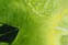 citrons-ico.JPG