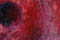 dorade-rose-ico.JPG
