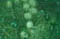 raisins-verts-ico.JPG