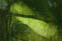 arbre-ico.JPG